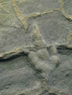 26. HUELLAS O ICNITAS DE DINOSAURIOS TERÓPODOS