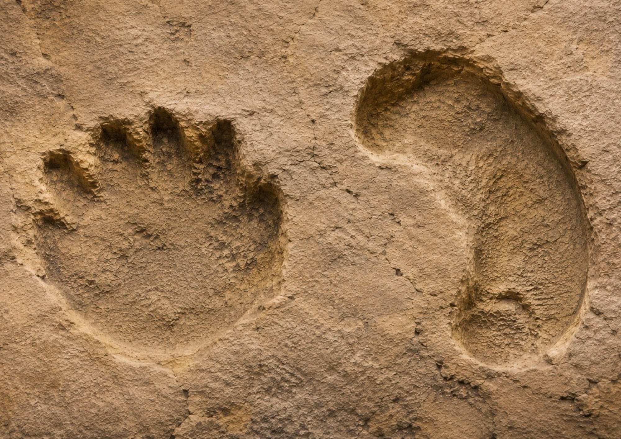 27. HUELLAS O ICNITAS DE DINOSAURIOS SAURÓPODOS