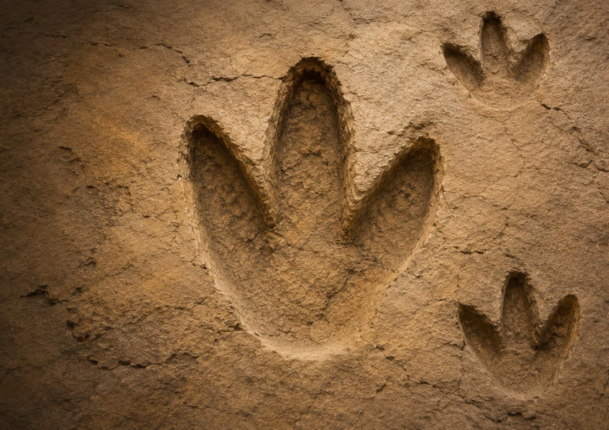 28. HUELLAS O ICNITAS DE DINOSAURIOS ORNITÓPODOS