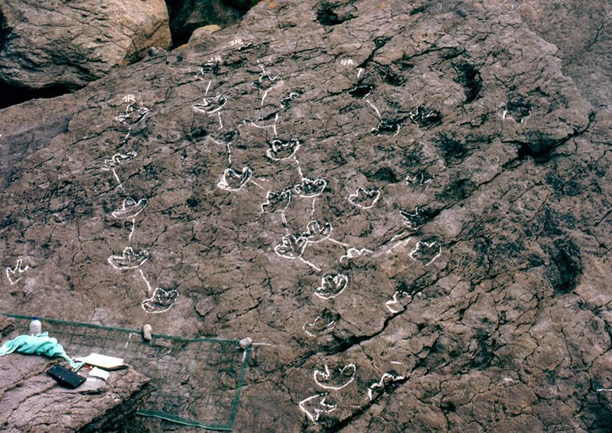 29. HUELLAS O ICNITAS DE DINOSAURIOS ESTEGOSAURIOS