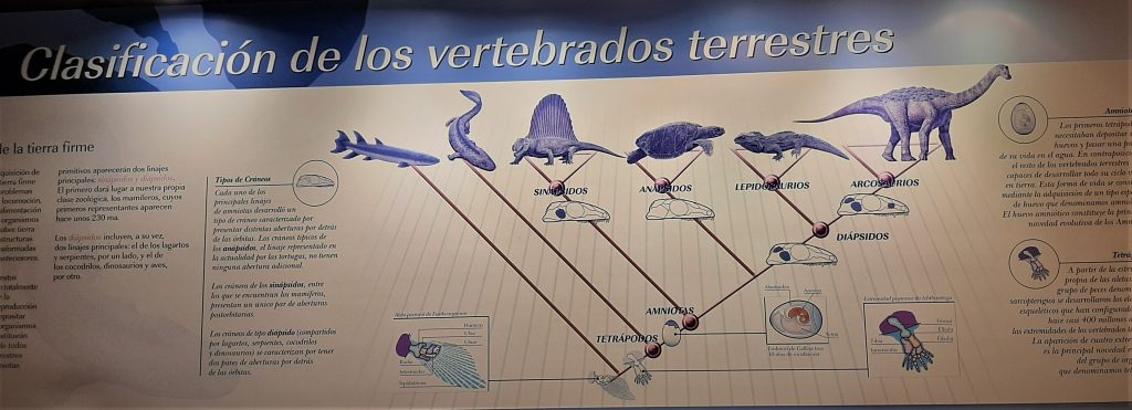 03- evolucionvida