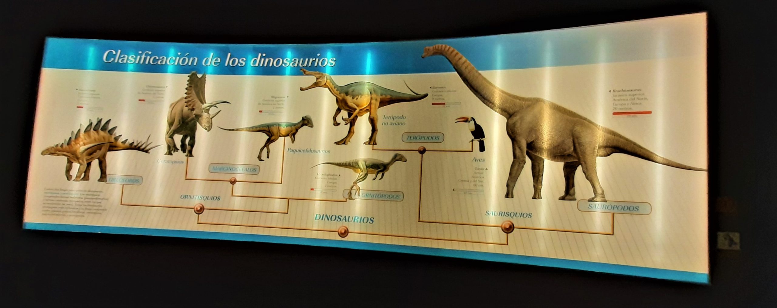 9. LA CLASIFICACIÓN DE LOS DINOSAURIOS